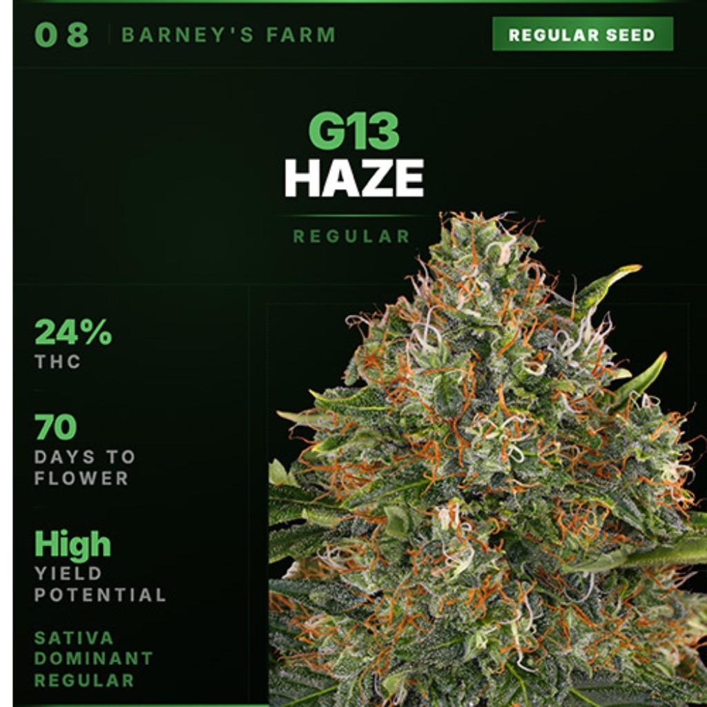 G13 Haze Regular
