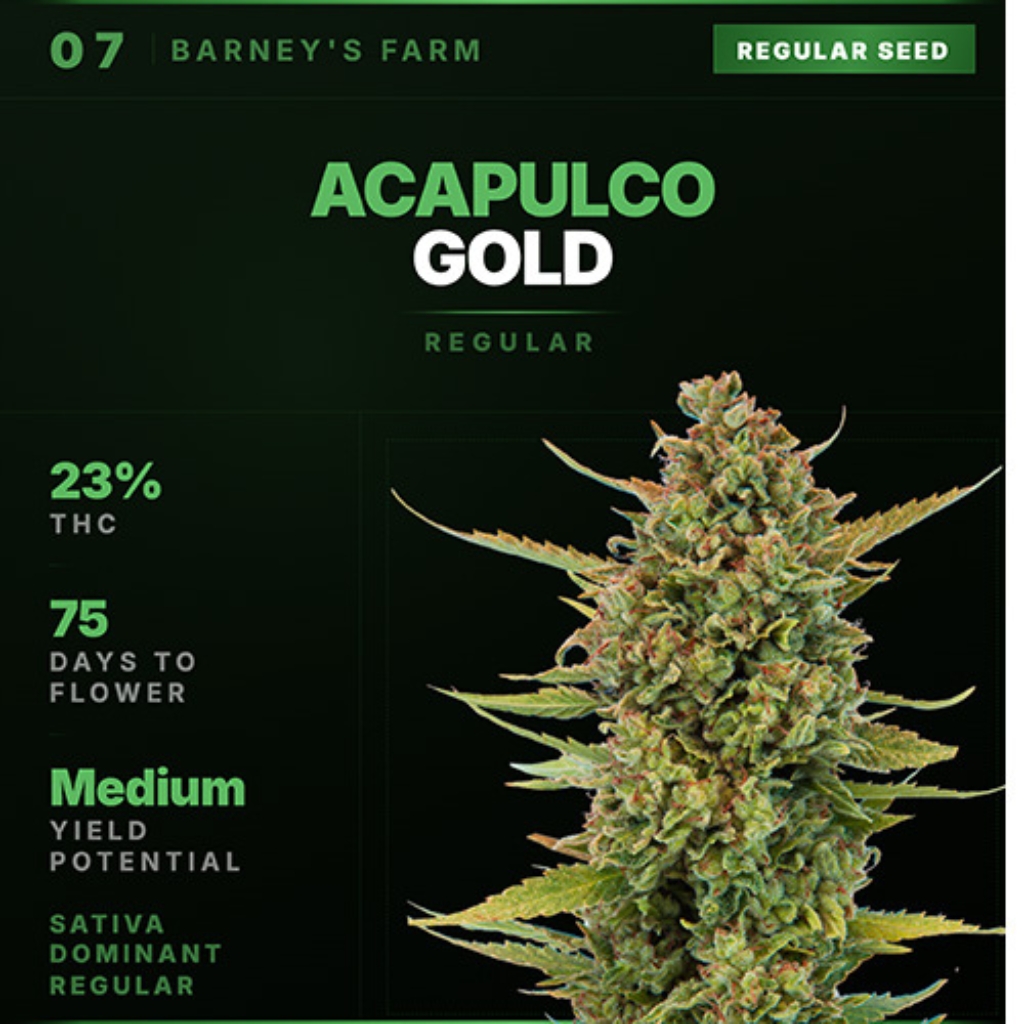Acapulco Gold Regular