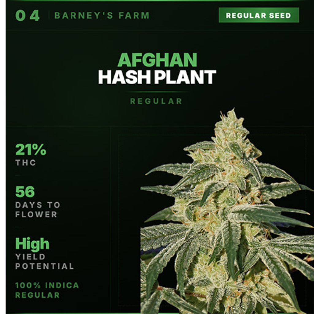 Afghan Hash Plant Regular