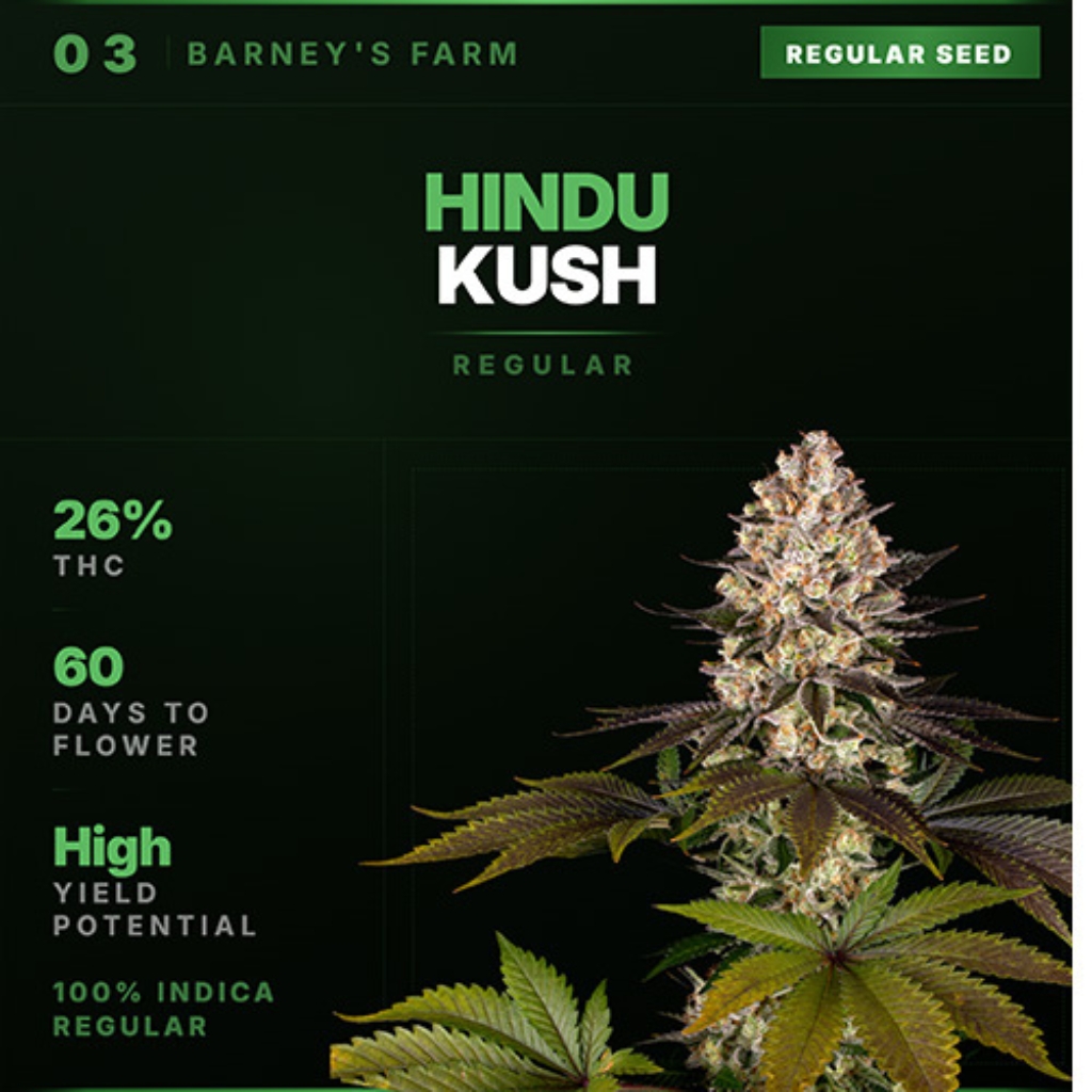 Hindu Kush Regular