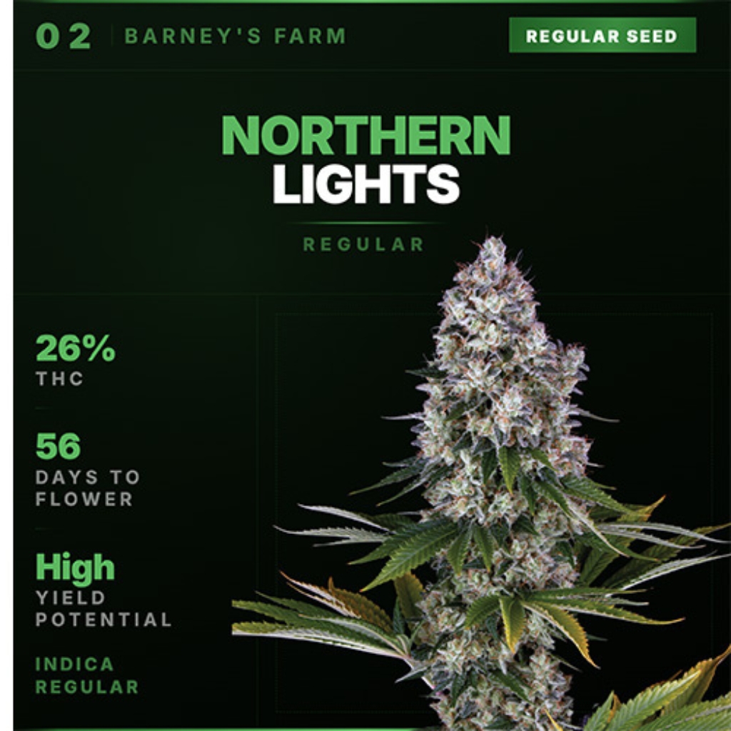 Northern Lights Regular