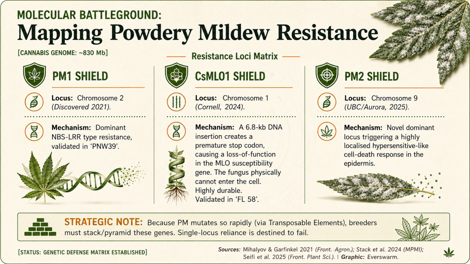Molecular battleground: mapping powdery mildew resistance. CsMLO susce