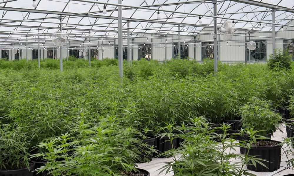 Rows of hemp plants growing inside a Treadwell Farms greenhouse