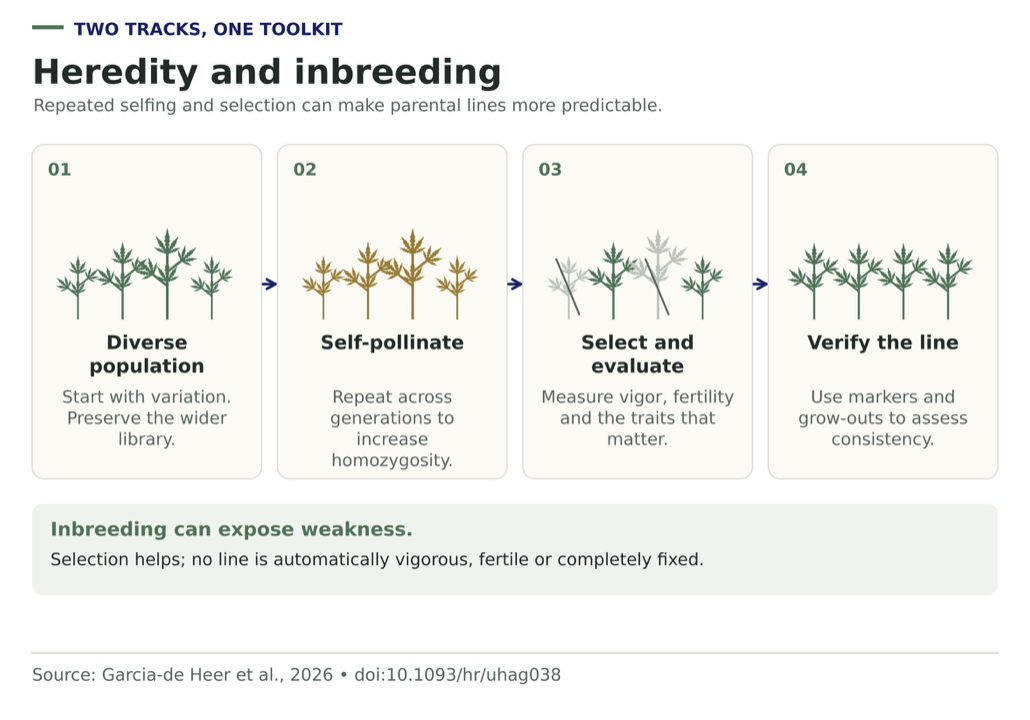 Four cards: a variable population, repeated selfing, selection with two culled plants crossed out, and verification of an inbred line; a note warns that inbreeding can expose weakness.