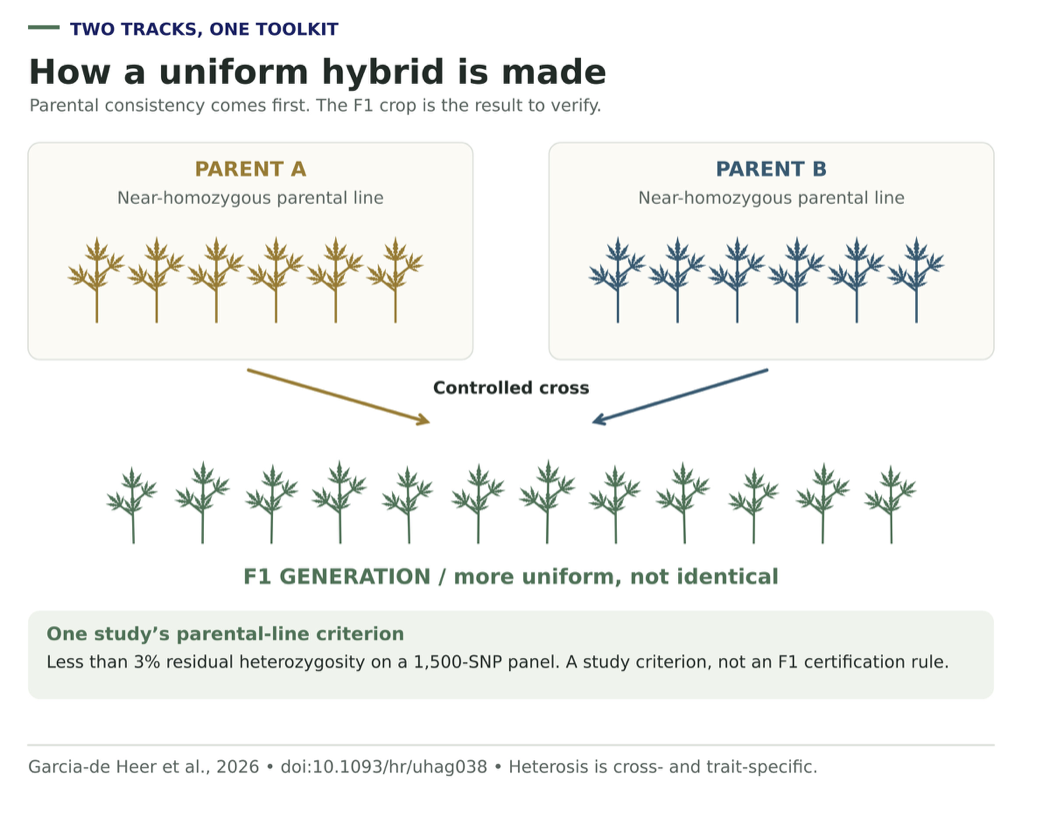 Gold and blue parent lines converge in a controlled cross on a row of F1 plants with small differences in height and angle, labeled "more uniform, not identical," above the study's marker criterion.