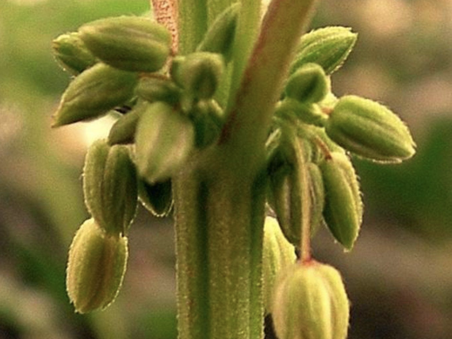 A close-up of a cluster of unopened male cannabis flowers hanging from a stem.