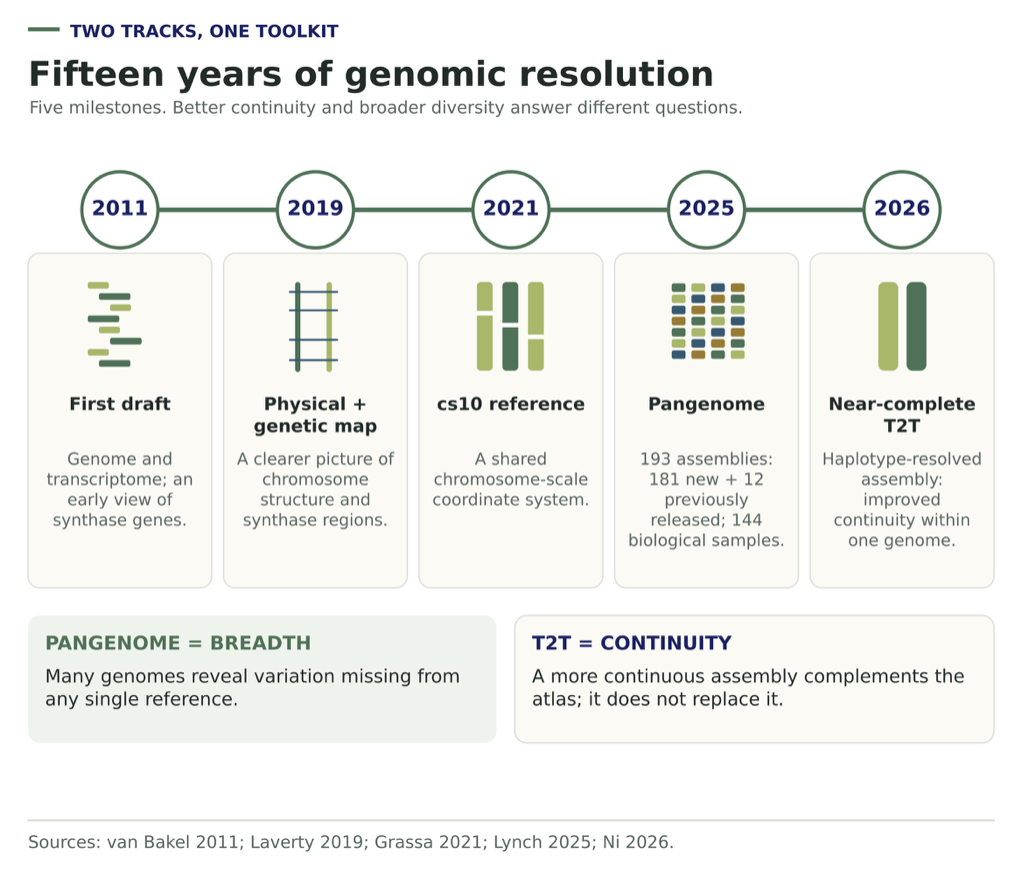 A five-node timeline (2011 first draft, 2019 physical and genetic map, 2021 cs10 reference, 2025 pangenome, 2026 near-complete T2T) above two boxes: pangenome equals breadth, T2T equals continuity.