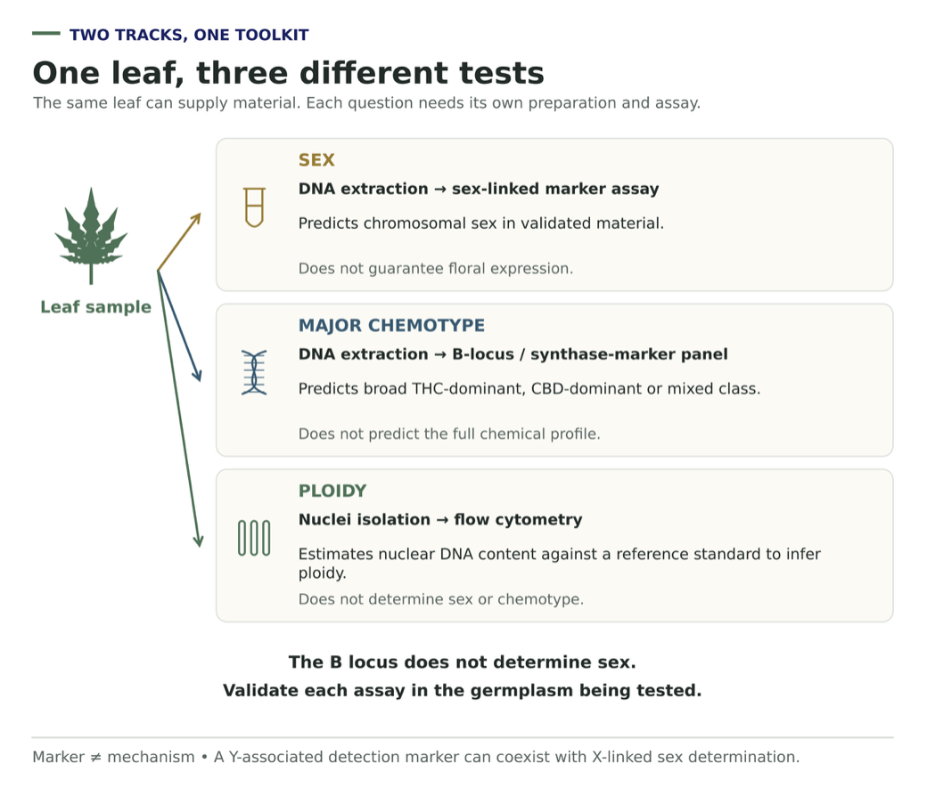 A leaf branches to three tests: DNA extraction for a sex marker and for a major-chemotype panel, and a separate nuclei preparation for flow-cytometric inference of ploidy from nuclear DNA content.