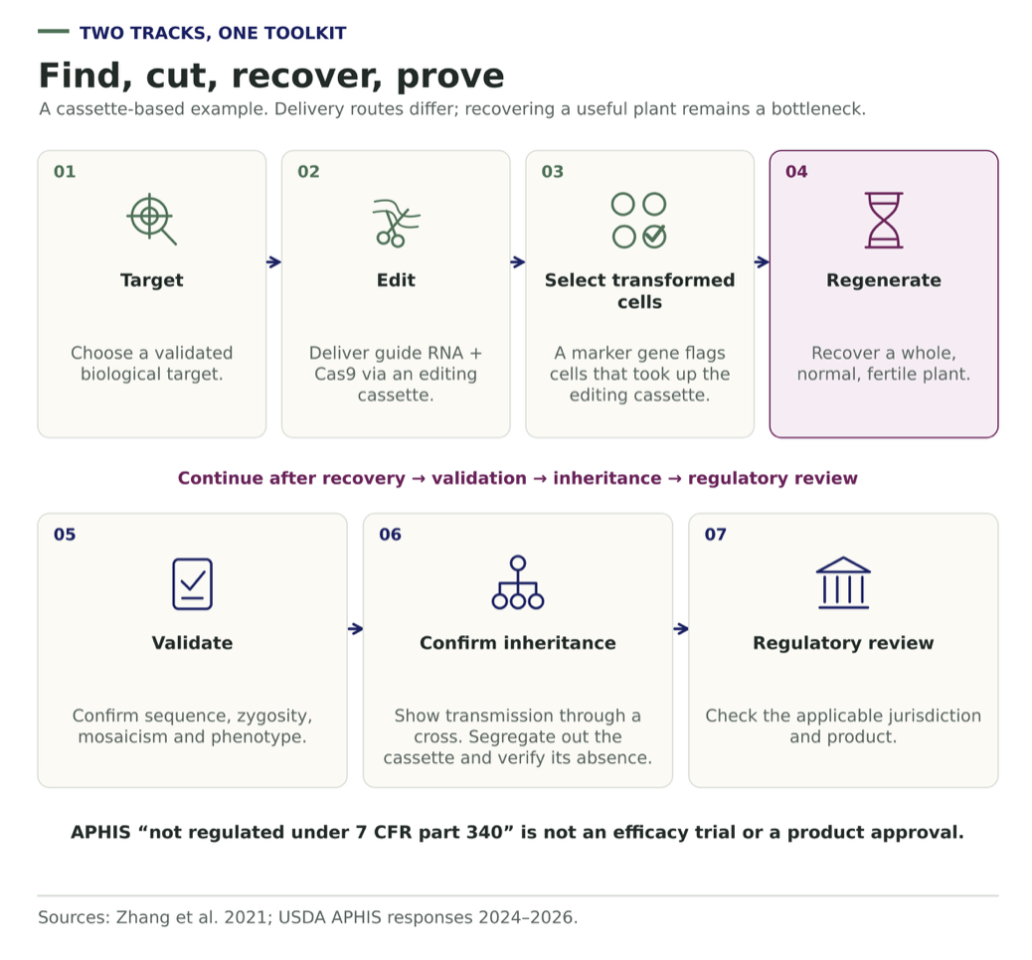Seven numbered stages: target, edit with a cassette, select transformed cells, regenerate (highlighted as the bottleneck), validate the edit, confirm inheritance and verify cassette removal, then regulatory review.