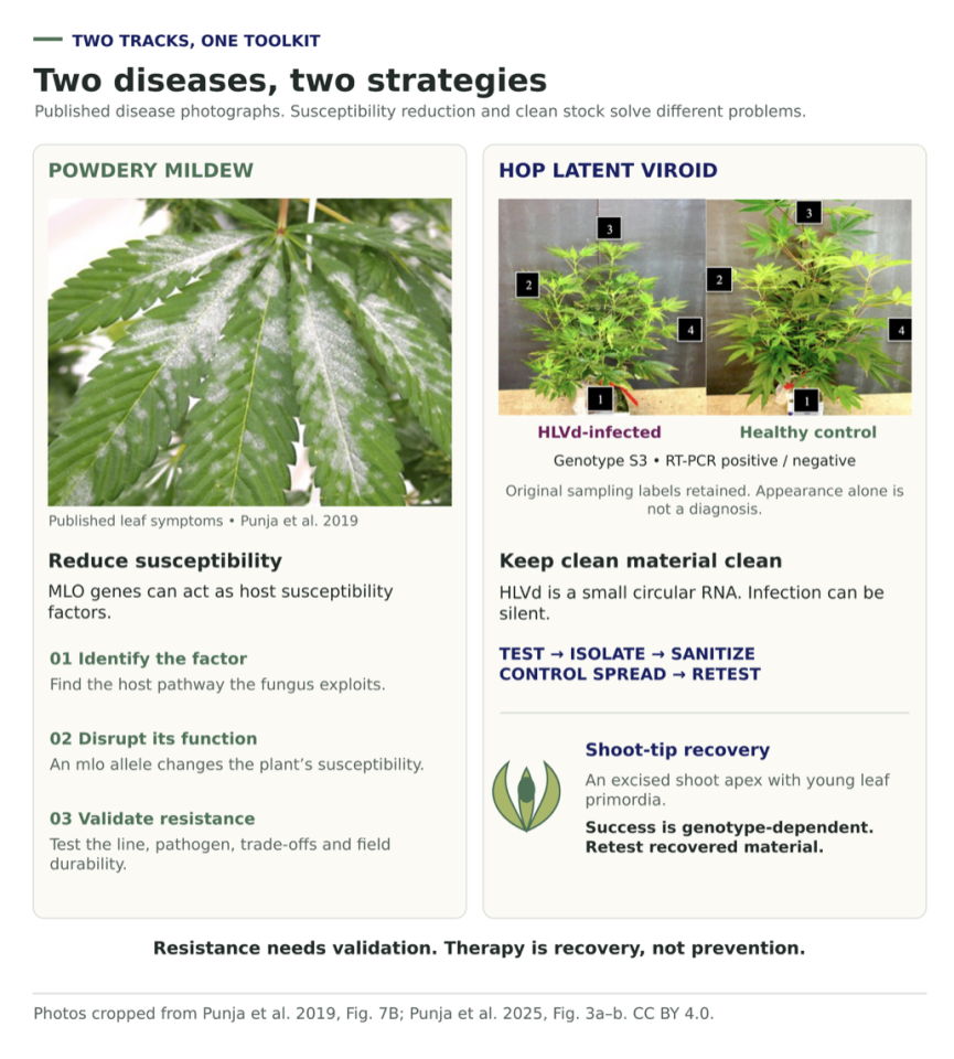A published photograph of powdery mildew on a cannabis leaf beside a three-step susceptibility-reduction path, and published photographs of two S3 plants labeled HLVd-infected and healthy control beside a clean-stock loop and a shoot-tip recovery note.