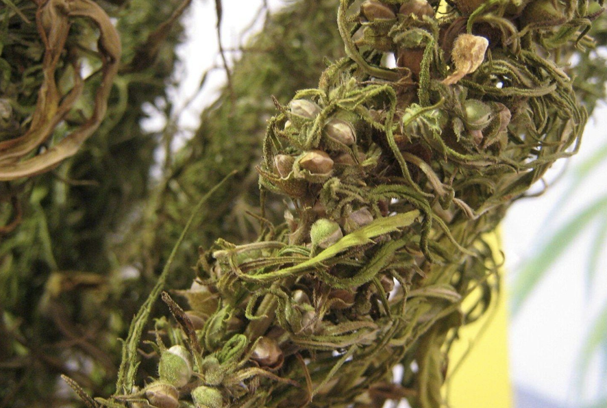 Close-up of ripening seed heads on a hemp plant.