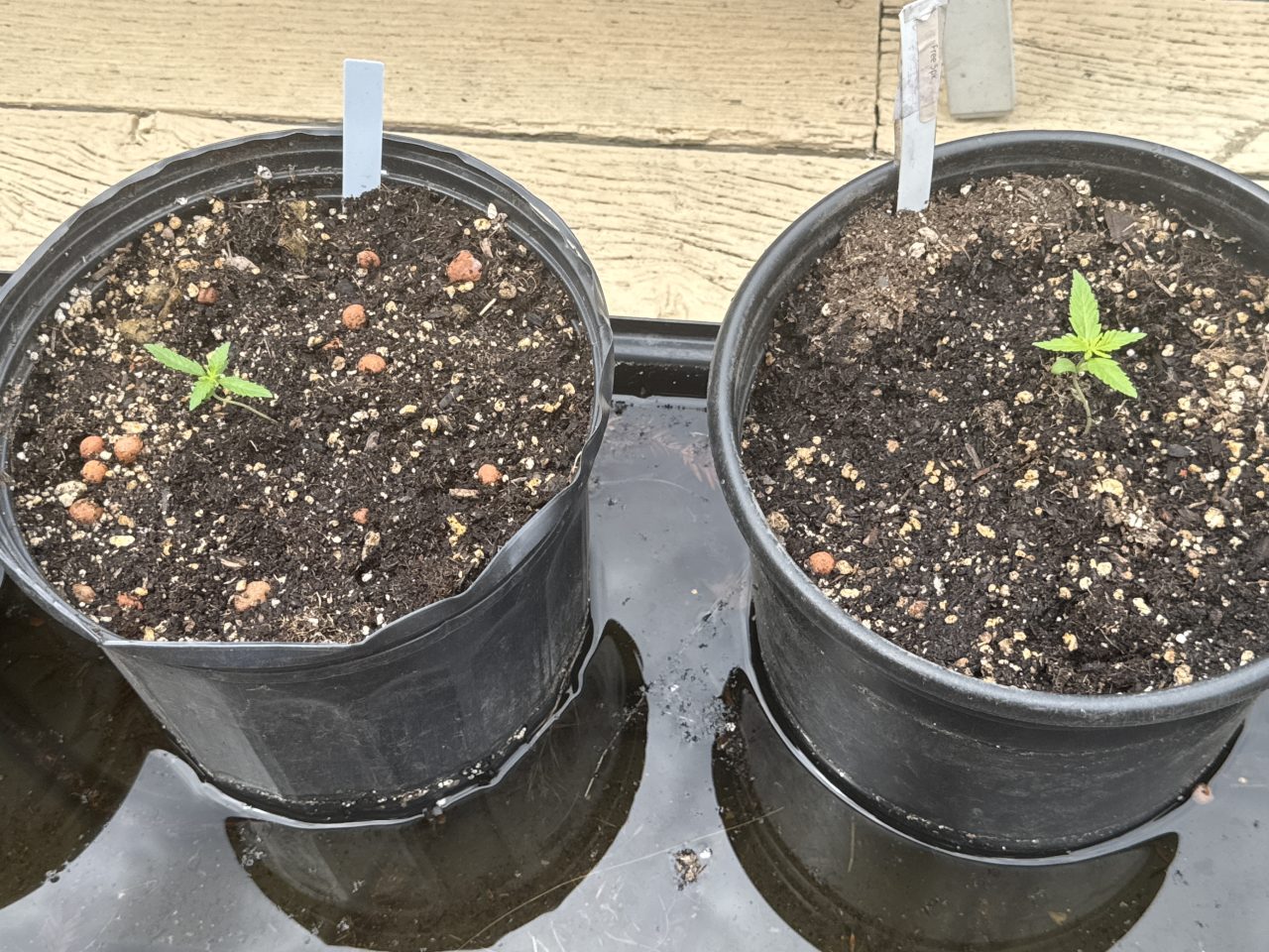 A cannabis seedling just transplanted into a three-gallon container