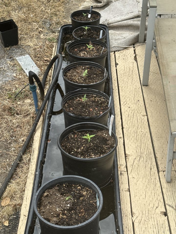 A row of young cannabis transplants in containers outdoors