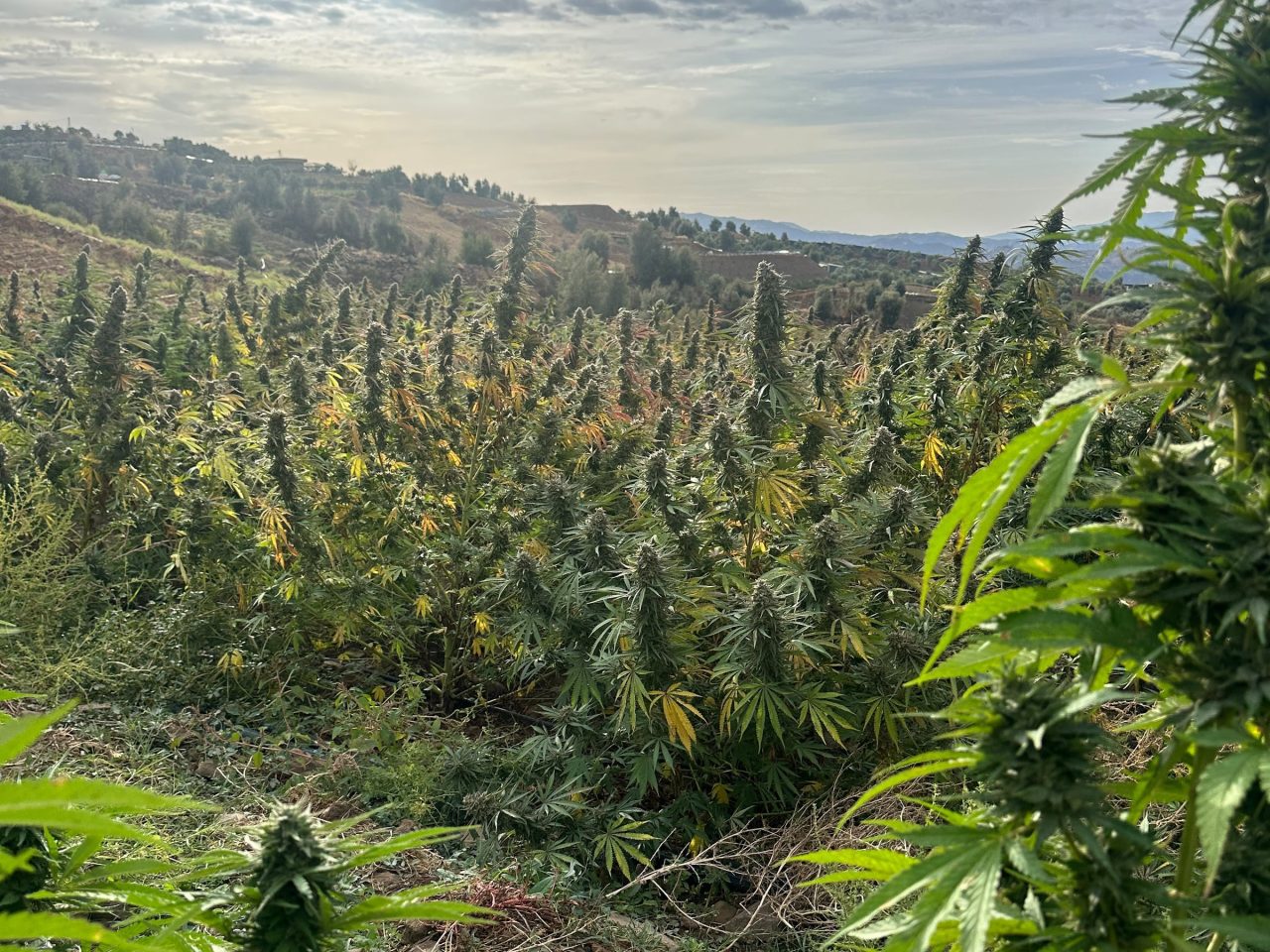 A hillside planting of flowering cannabis under a bright cloudy sky, with houses and trees on the ridge behind.