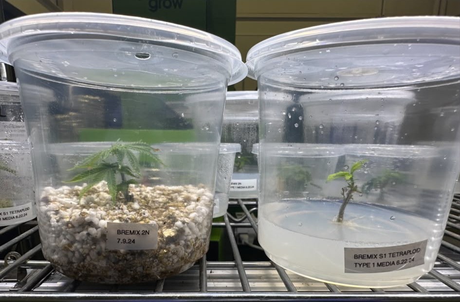 Two clear culture cups side by side on a wire shelf, each holding a small cannabis plantlet; the left one is rooted in a pale mineral mix, the right one in translucent gel.