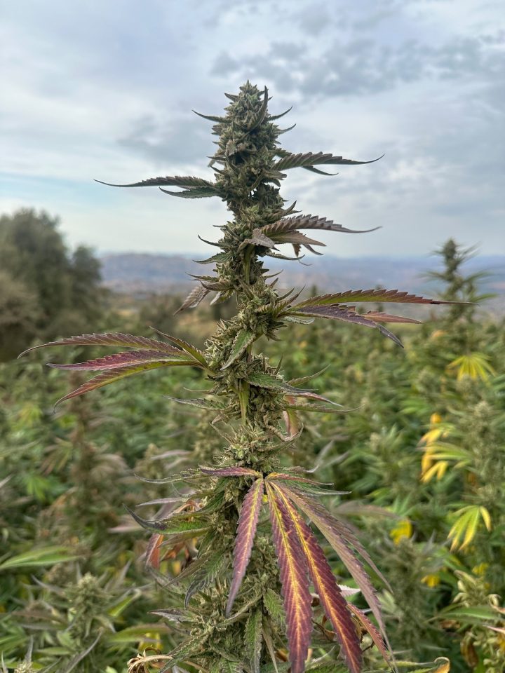 A tall flowering cannabis cola with purple-flushed fan leaves, photographed outdoors against a cloudy sky.